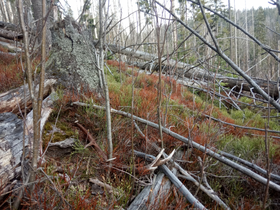 V spomienkach na jar
