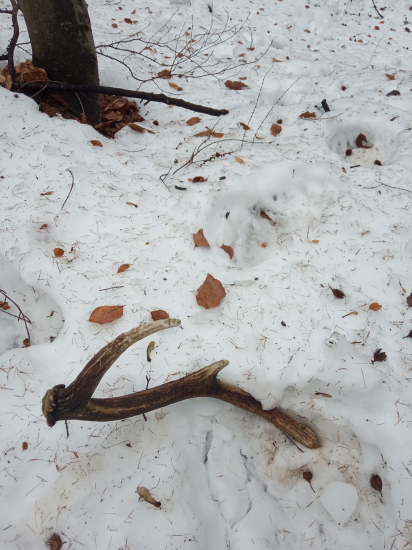 Chlpatý zhodár sa činil