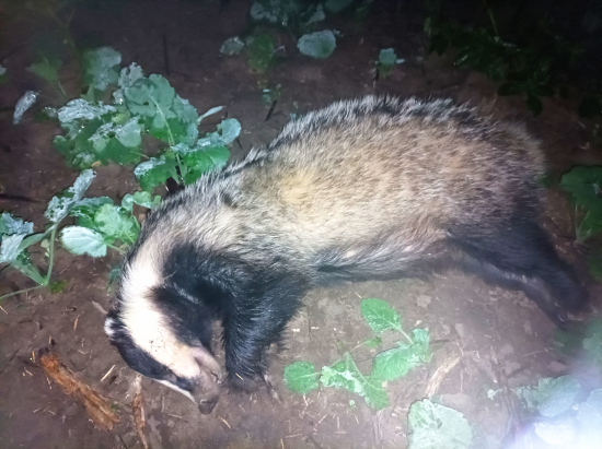 Prvý v tomto roku - 14.5kg