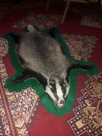 Borsuk 10.10.2022 Kysuce