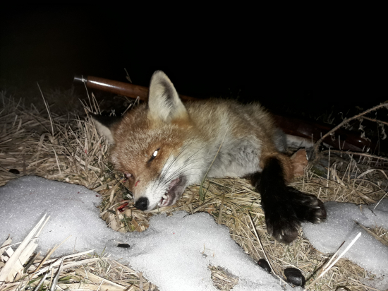 LISIAK KRATKOCHVOSTY