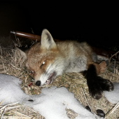 LISIAK KRATKOCHVOSTY