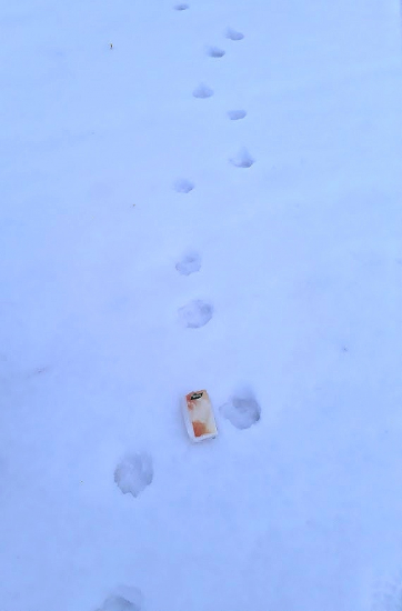 Divá mačka alebo rys ?