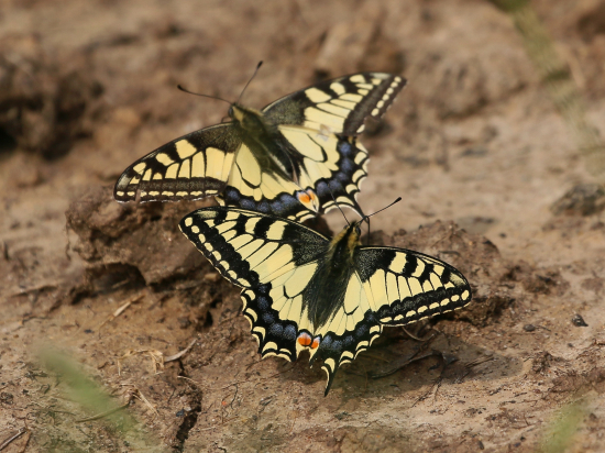 Vidlochvost feniklový