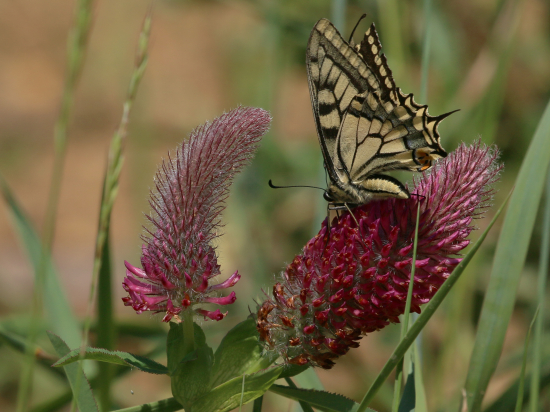 Vidlochvost feniklový