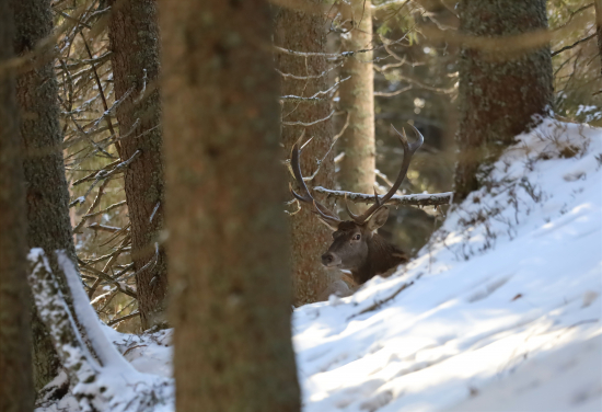 Jeleň na ležovisku