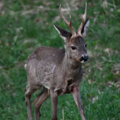 Podvečerní