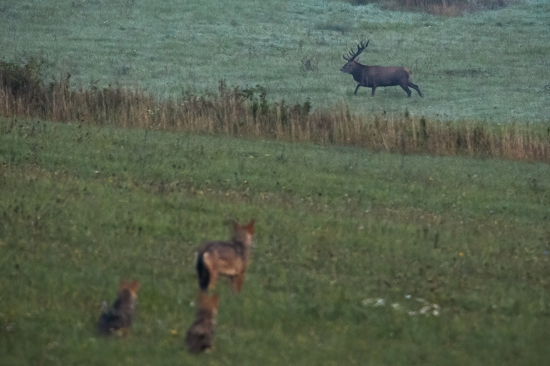 Jelenia ruja a jej pozorovatelia