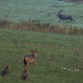 Jelenia ruja a jej pozorovatelia