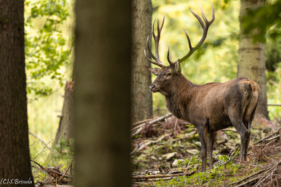 Skoro mňa prevrátil.