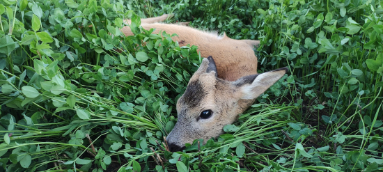 Prázdninový srnec II.