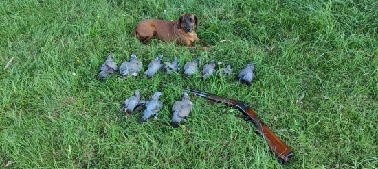 První lov hřivnáčů se povedl na výbornou