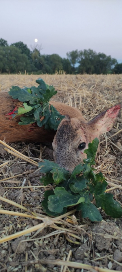 Když měsíc na nebíčku