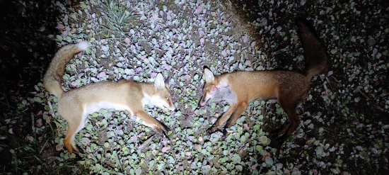 Dvě během půl hodiny