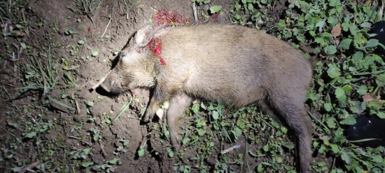 Mlha před mnou, mlha za mnou