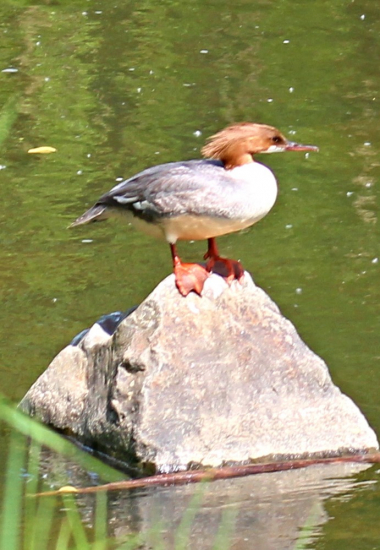 Morčák velký