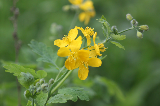 Vlaštovičník větší