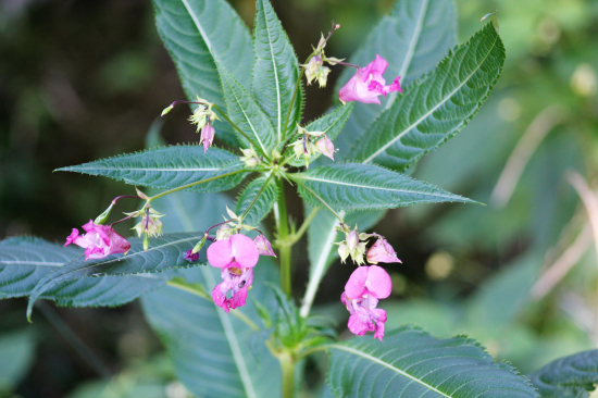 Netykavka žláznatá