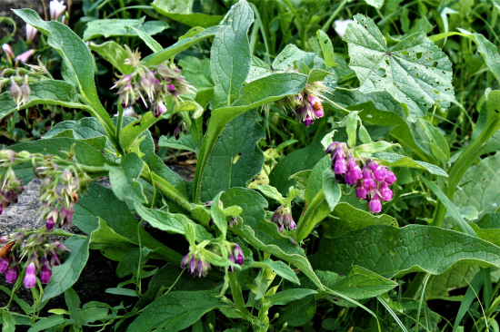 Kostival lékařský