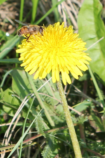 Pampeliška-Smetánka lékařská