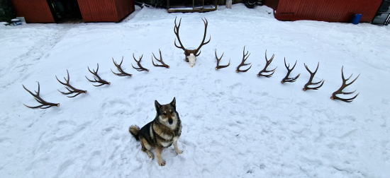 Tento jeleň vedel kde je dobré zimovisko...