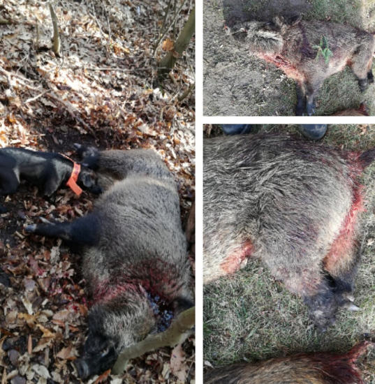 Úspěch při naháňce u kamaráda....