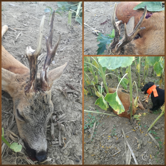 Úspěšný doprovod i dosled...