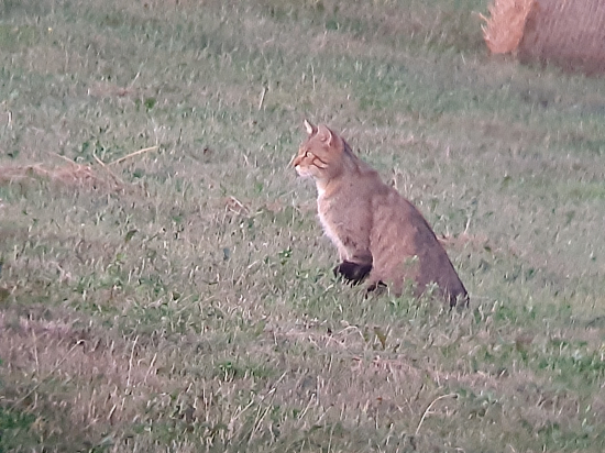 náhodné stretnutie