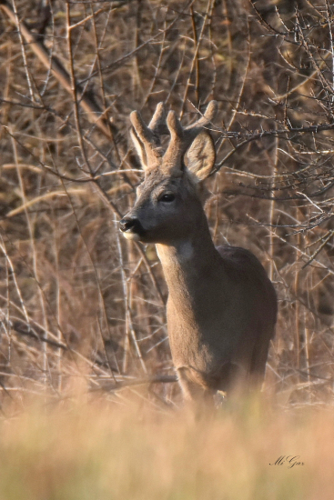 Keď slnko zapadalo.