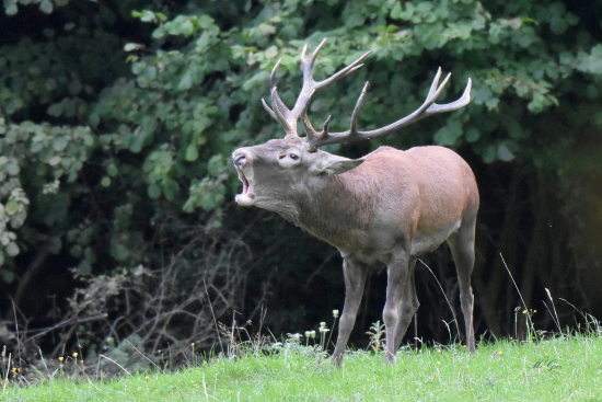 Hlbokým hlasom povedal...
