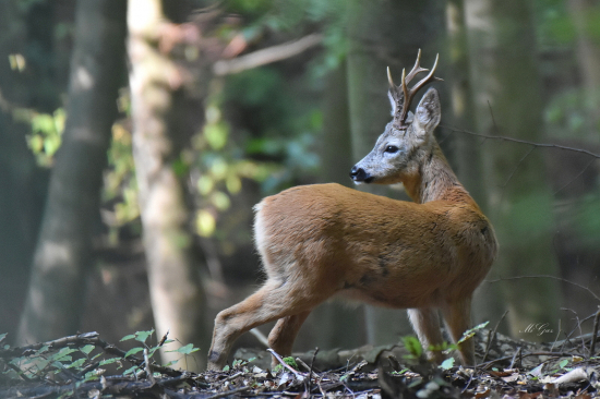 Niečo sa mu nezdá.