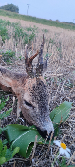 Srnec menšia raritka