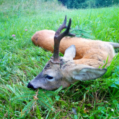 Rychlá čekaná