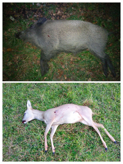 Úspěšná noc a ráno