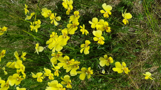 Fialka žltá sudetská -Viola lutea subsp. sudetica