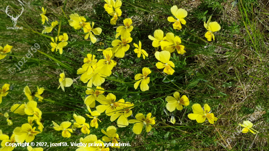 Fialka žltá sudetská -Viola lutea subsp. sudetica