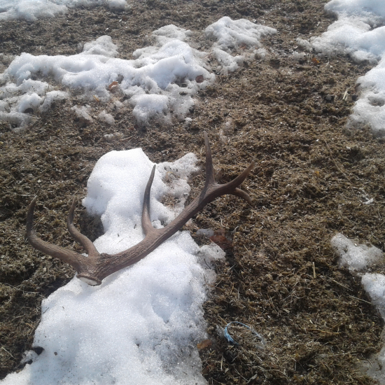 Na Jelenom chodničku