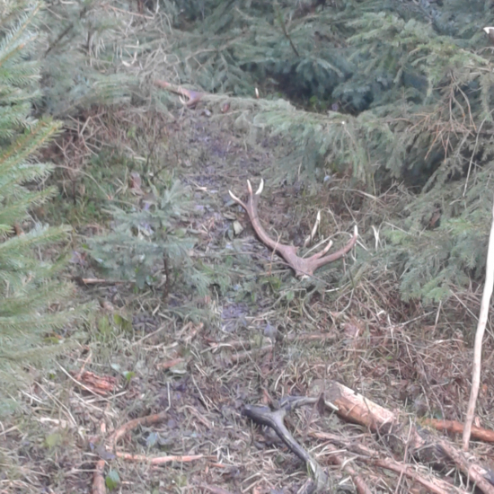 Na Jelenom chodničku