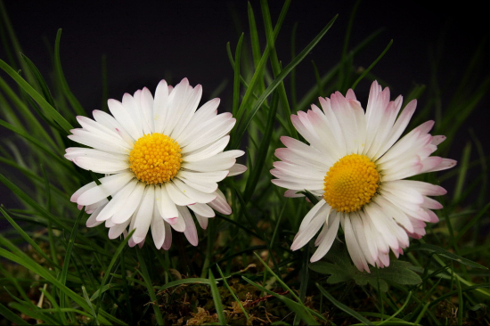 sedmokráska obyčajná