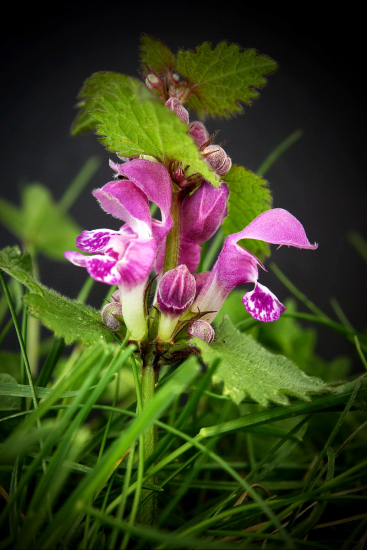 Hluchavka škvrnitá /Lamium maculatum/