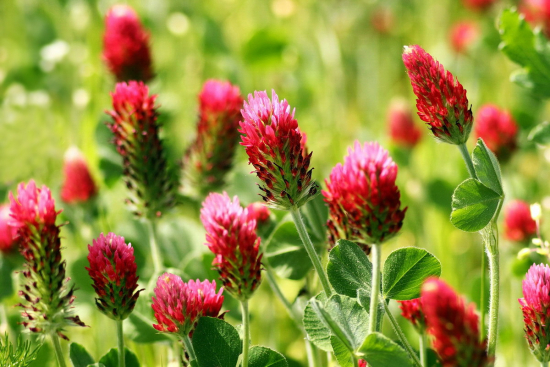 Ďatelina purpurová