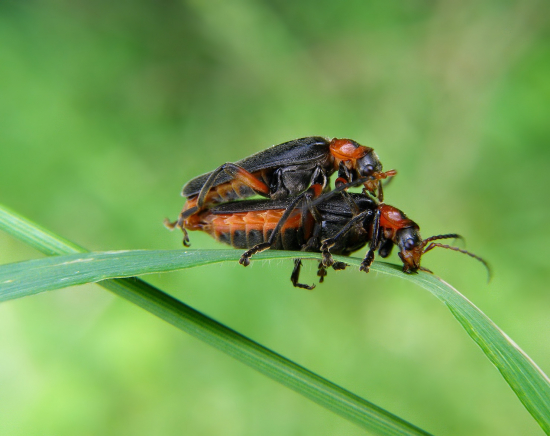 snehulčík obyčajný
