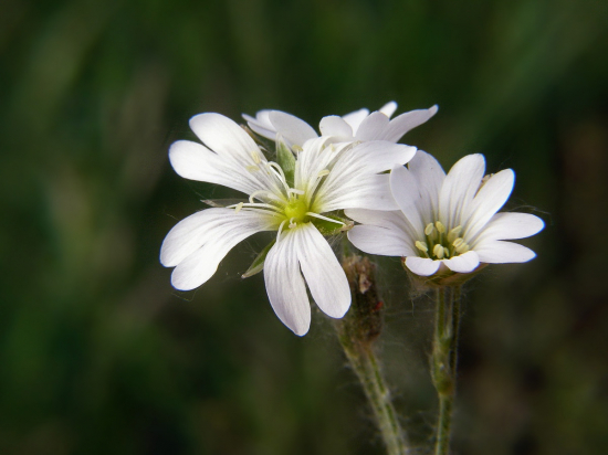 Hviezdica veľkokvetá