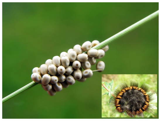 Priadkovec černicový /znáška vajíčok,/