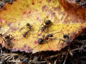 život v mravenisku