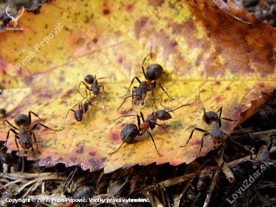 život v mravenisku