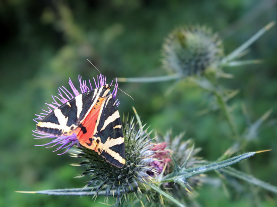 spriadač kostihojový