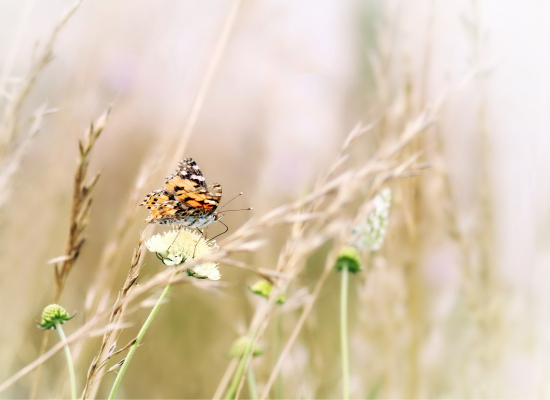 lábužník na kvete