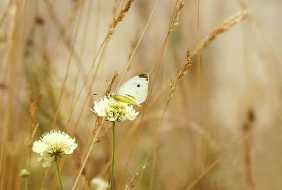 ranné poletovanie mlynárika