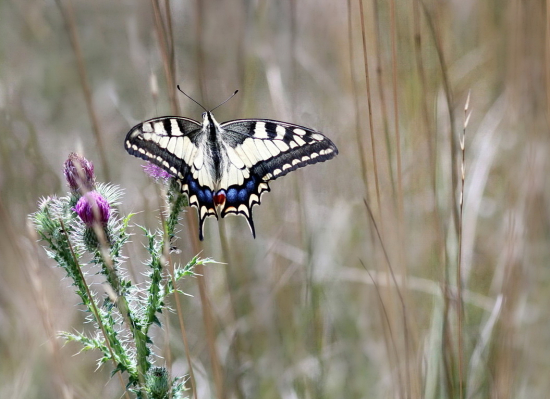 poletovanie po rastlinách
